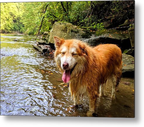  Metal Print featuring the photograph Happy Pup by Brad Nellis