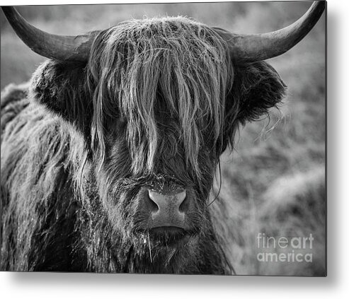 Highland Cow Metal Print featuring the photograph Frosty face - Highland Cow by Neale And Judith Clark