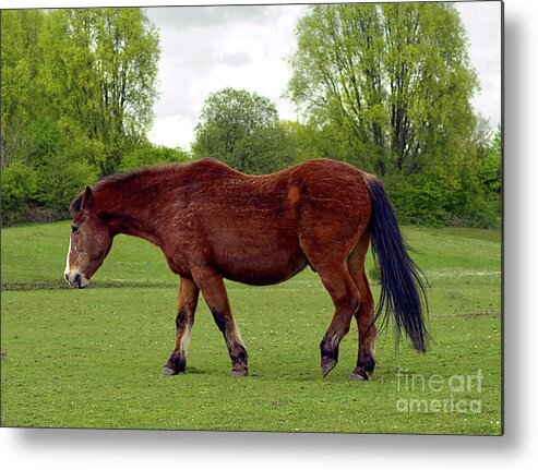 Digital Art Metal Print featuring the photograph Horse at Chadderton Hall Park Manchester uk by Pics By Tony