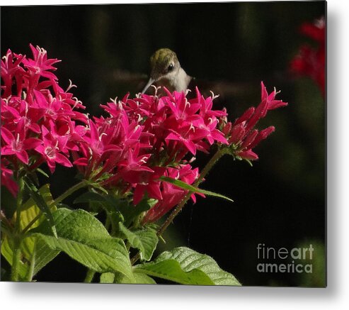 5 Star Metal Print featuring the photograph Hummers on Deck- 2-03 by Christopher Plummer