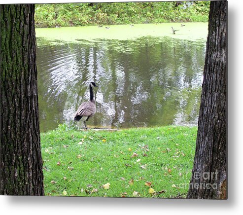 Canada Goose Metal Print featuring the photograph In Between by Mary Mikawoz