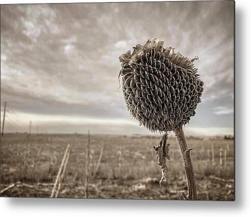 Iphonography Metal Print featuring the photograph iPhonography Sunflower 1 by Julie Powell