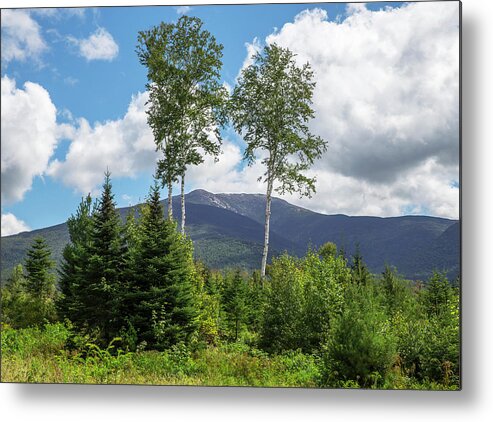 Lafayette Metal Print featuring the photograph Lafayette Birches by White Mountain Images