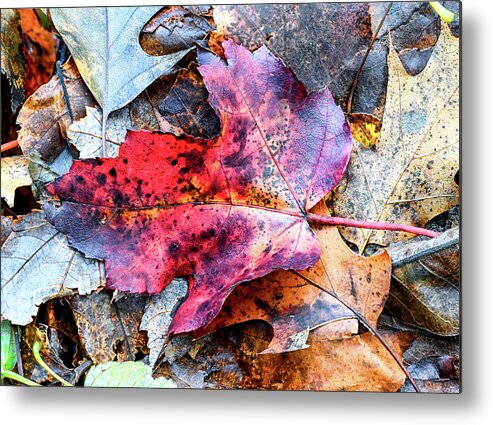 Fall Metal Print featuring the photograph Leaf Carpet by Steven Nelson