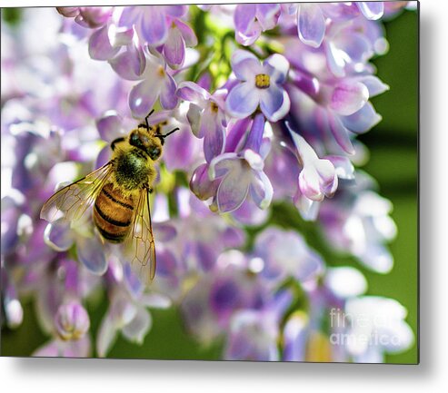 Lilac Metal Print featuring the photograph Lilac Bee by Darcy Dietrich