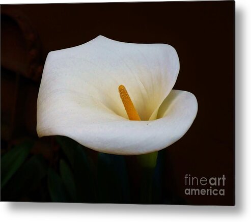 Callas Metal Print featuring the photograph Lily White by Rosanne Licciardi