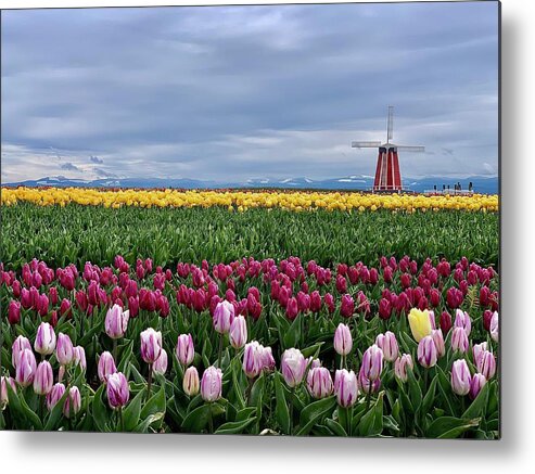 Windmill Metal Print featuring the photograph Lone Yellow Tulip by Brian Eberly