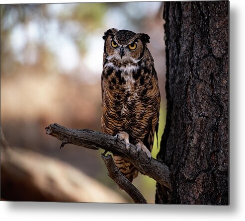 Owl Metal Print featuring the photograph Looking at You by Elin Skov Vaeth