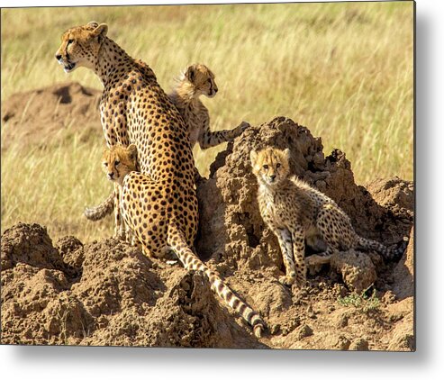 Namiri Plains Metal Print featuring the photograph Looking for Breakfast by Phil Marty