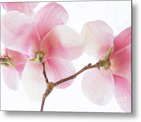 Pink Metal Print featuring the photograph Pink Magnolia Flowers by Chris Scroggins