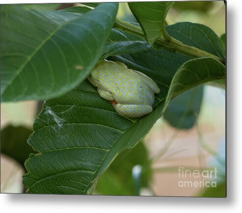 Malagasy Reed Frog Metal Print featuring the photograph Malagasy Spotty Reed Frog by Eva Lechner