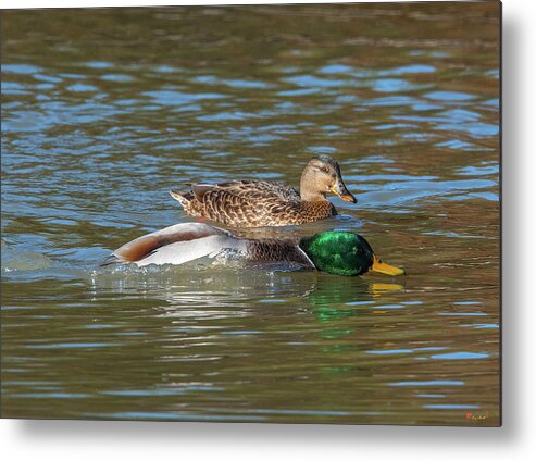 Nature Metal Print featuring the photograph Mallard Drake Power Swimming DWF0208 by Gerry Gantt