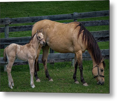 Animal Metal Print featuring the photograph Mare and foal by Brian Shoemaker