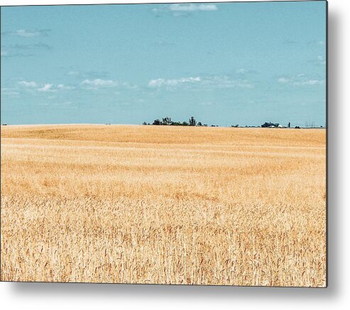 Wheat Field Metal Print featuring the photograph MIdwest Wheat Field by Mary Pille