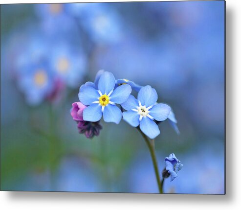 Flower Metal Print featuring the photograph Myosotis by Maria Meester