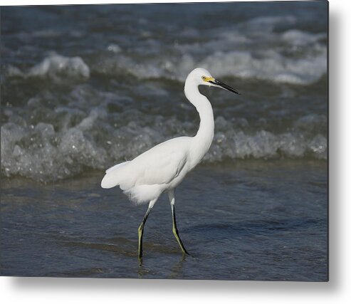 Snowy Egret Metal Print featuring the photograph Mysterious Bird by Mingming Jiang