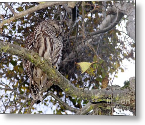 Owl Metal Print featuring the photograph Napping Sage by Kimberly Furey