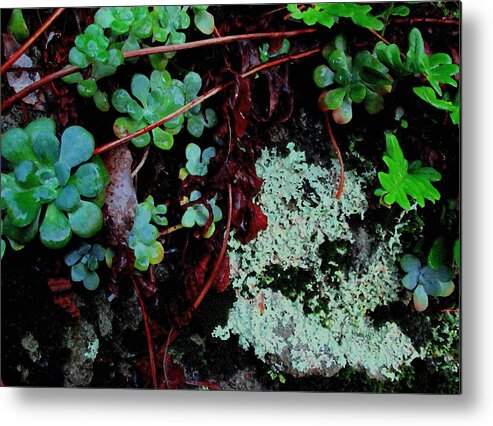 Lichen Metal Print featuring the photograph Natural Still Life #5 by Larry Bacon