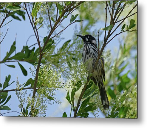 Animals Metal Print featuring the photograph New Holland Honey Eater Perched 2 by Maryse Jansen
