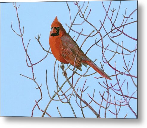 Cardinal Metal Print featuring the painting Northern Cardinal in Red Osier by Barry Kent MacKay