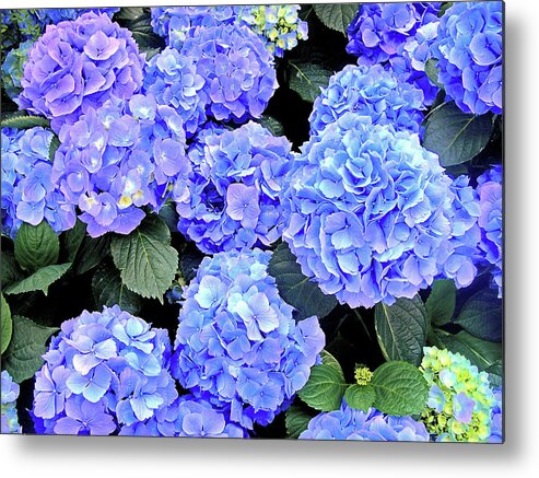 Blue Hydrangea Flowers Metal Print featuring the photograph Oh That Color by Susan Maxwell Schmidt
