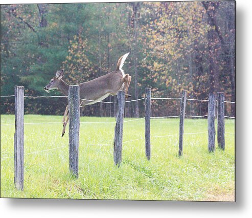 Deer Metal Print featuring the photograph On the Run by Ed Stokes
