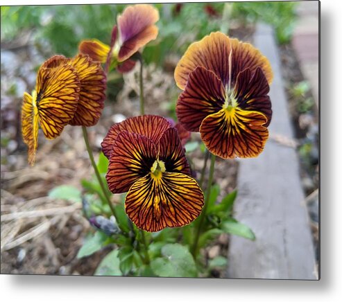 Pansies Metal Print featuring the photograph Pansies 2 by Lisa Mutch