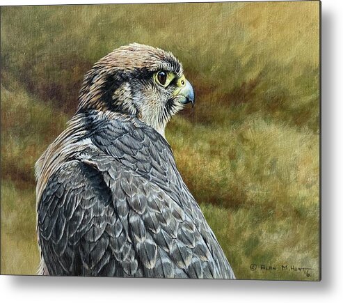 Peregrine Metal Print featuring the painting Peregrine Falcon Study by Alan M Hunt