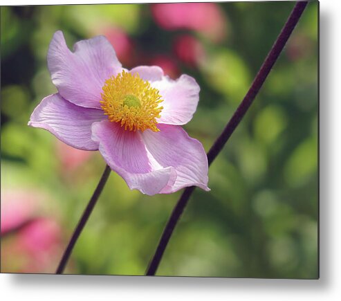 Anemone Metal Print featuring the photograph Pink Anemone by Maria Meester