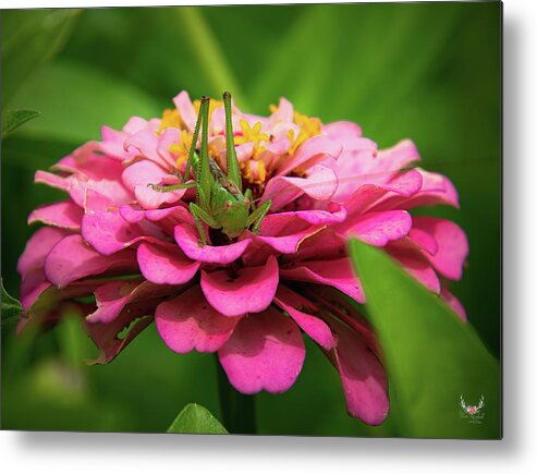 Katydid Metal Print featuring the photograph Pink Zinnia by Pam Rendall