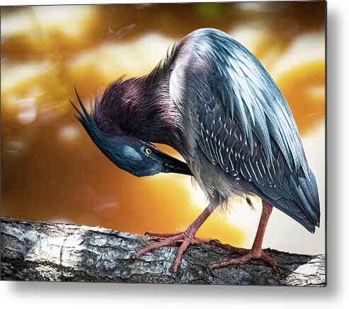 Green Heron Metal Print featuring the photograph Pruning by Kevin Senter