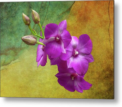 Lady Slipper Orchid Metal Print featuring the photograph Purple Moth Orchid by Cate Franklyn