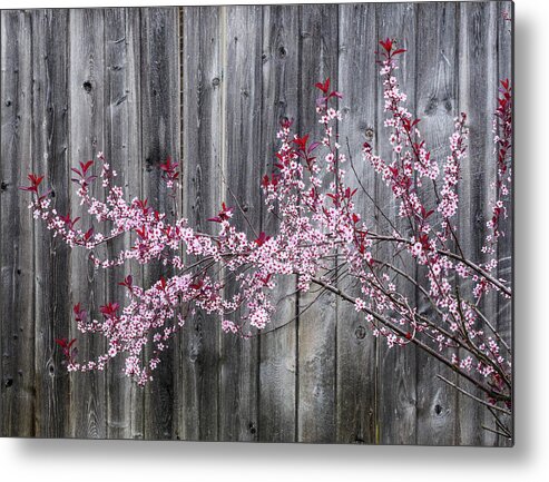 Prunus Metal Print featuring the photograph Purple Sandcherry in bloom. by Rob Huntley