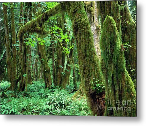 00173596 Metal Print featuring the photograph Quinault Rain Forest by Tim Fitzharris