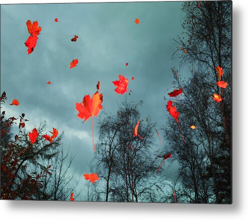 Oresund Region Metal Print featuring the photograph Red autumn leaves falling in the woods by Henrik Sorensen