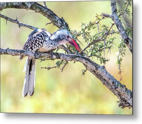 Large Birds Metal Print featuring the photograph Red Billed Hornbill, Kruger National Park by Marcy Wielfaert