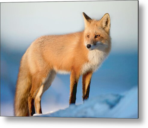 Red Fox Metal Print featuring the photograph Red Fox in Winter by Susan Hope Finley