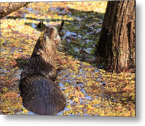 Otter Metal Print featuring the photograph Roaring Otter by Mingming Jiang