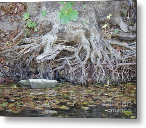  Metal Print featuring the photograph Roots by Annamaria Frost