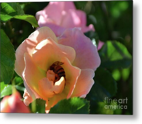 Rose Photography Metal Print featuring the photograph Rose and Bee in the Sunshine by Expressions By Stephanie