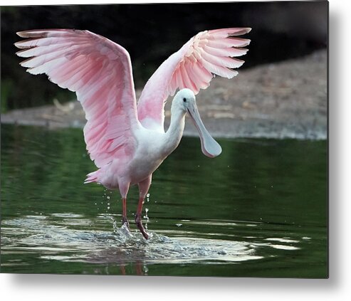Roseate Spoonbill Metal Print featuring the photograph Roseate Spoonbill 0380-062921-2 by Tam Ryan