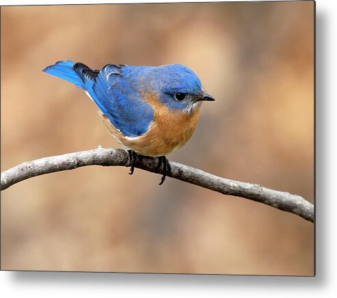 Bird Metal Print featuring the photograph Sir Blue by Art Cole