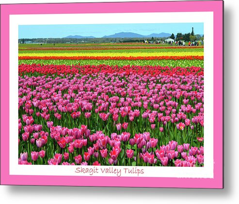 Tulips Metal Print featuring the photograph Skagit Valley Tulips by Carol Eliassen