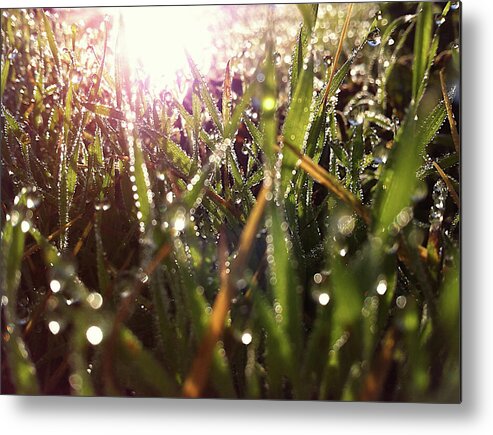 Sparkling Metal Print featuring the photograph Sparkling Morning Dew on Grass With Sunflare by Shelli Fitzpatrick