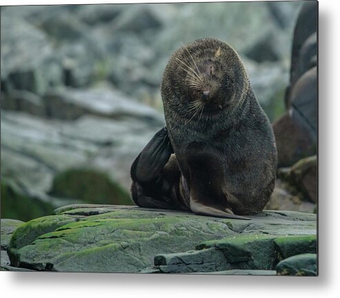 03feb20 Metal Print featuring the photograph Spert Seal Scratch by Jeff at JSJ Photography