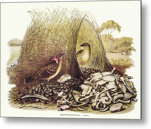 Spotted Bower Bird Metal Print featuring the drawing Spotted Bower Bird, Chlamydera maculata by John Gould