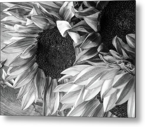 Sunflowers Metal Print featuring the photograph Sunflowers 1 by Connie Carr