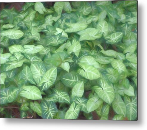 Syngonium Metal Print featuring the photograph Syngonium podophyllum texture and background by Alessandra RC