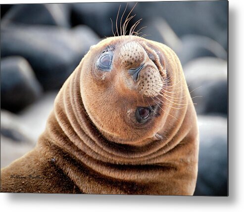 Galapagos Islands Metal Print featuring the photograph The Look by William Beuther