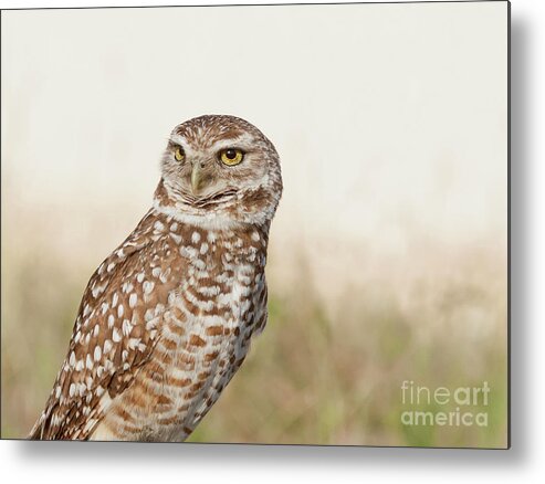 Burrowing Owl Metal Print featuring the photograph Those Eyes by Jayne Carney